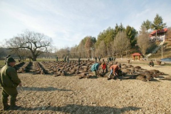 Cernea se duce la Balc, să-i strice lui Ţiriac partida de vânătoare